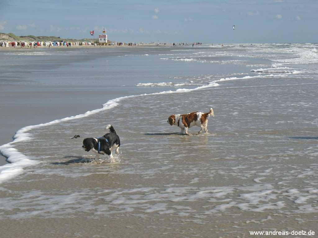 Amrum Hunde-Strand bei Nebel auf Amrum  Bild01