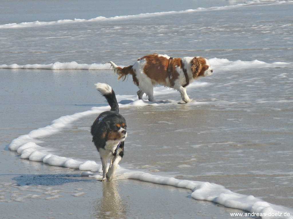Hunde-Strand Kniepsand Nebel Amrum Bild11