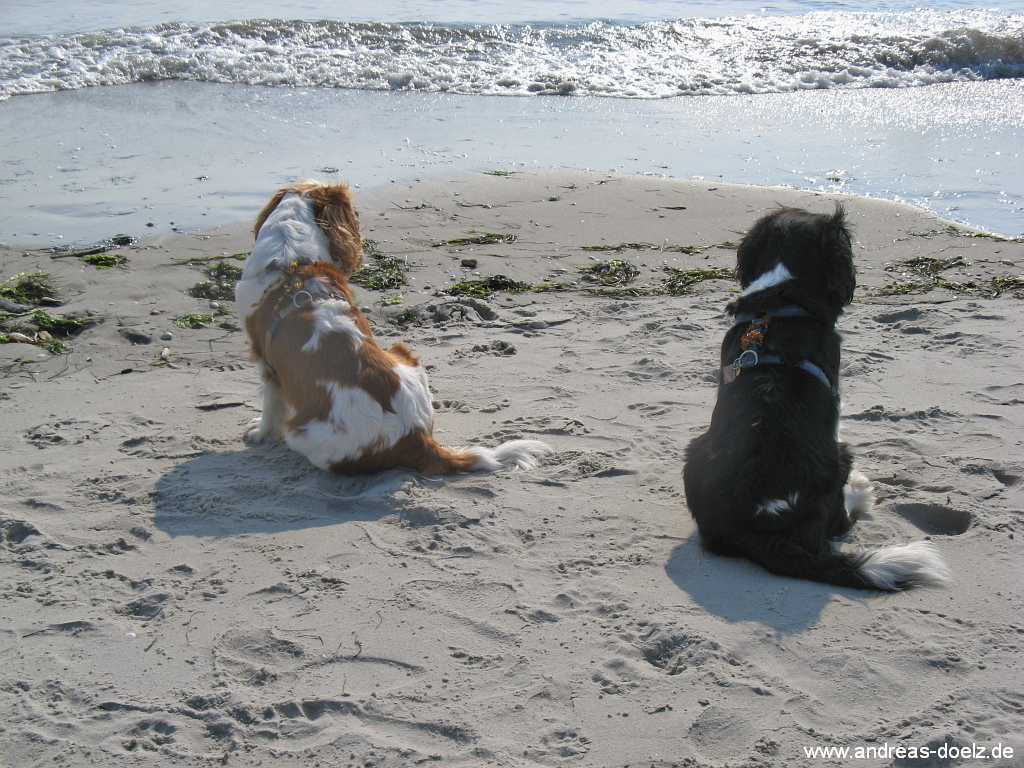 Hunde-Strand Kniepsand Nebel Bild04