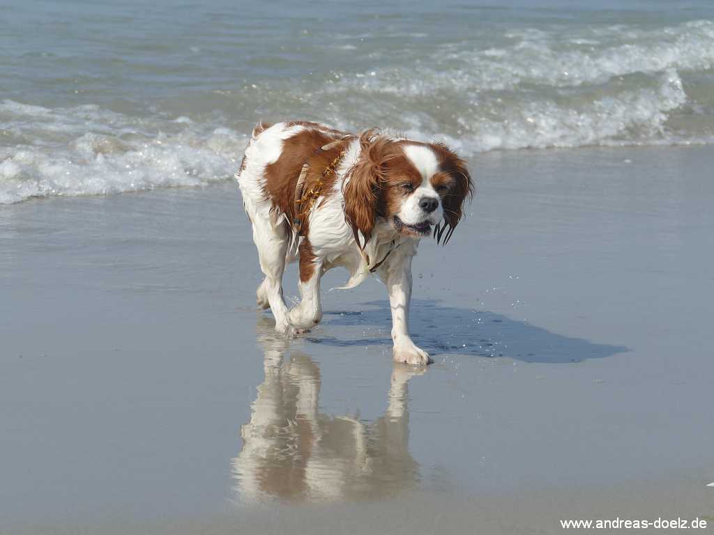 Hunde-Strand Kniepsand Nebel Amrum Bild09