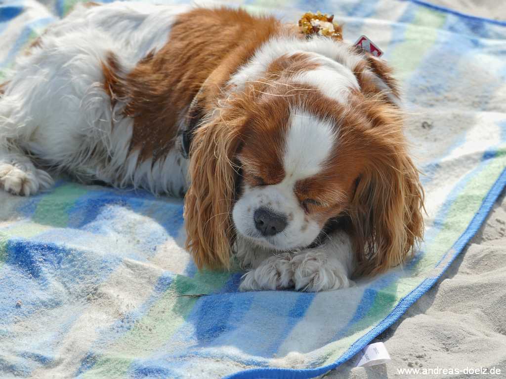 Hunde-Strand Kniepsand Nebel Bild07