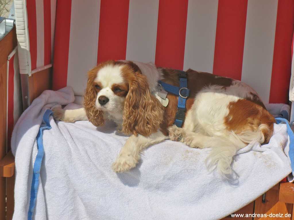 Hunde-Strand Kniepsand Nebel Amrum Bild12