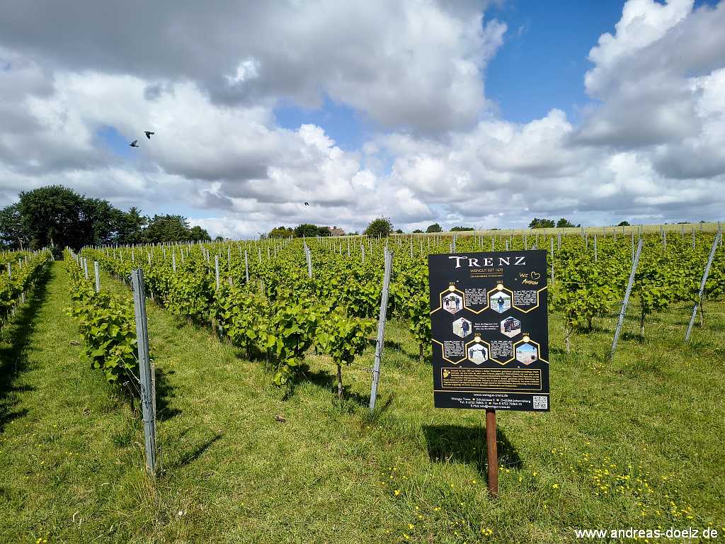 Der erste und einzige Weinberg auf Amrum in Kooperation mmit dem Weingut Trenz in Rheinland-Pfalz
