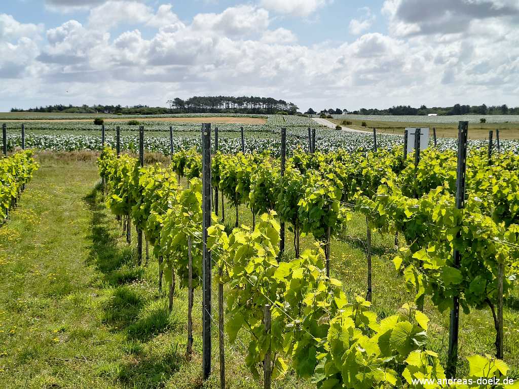 Blick vom ersten und einzigen Weinberg auf Amrum bei S&uuml;ddorf Richtung Steenodde