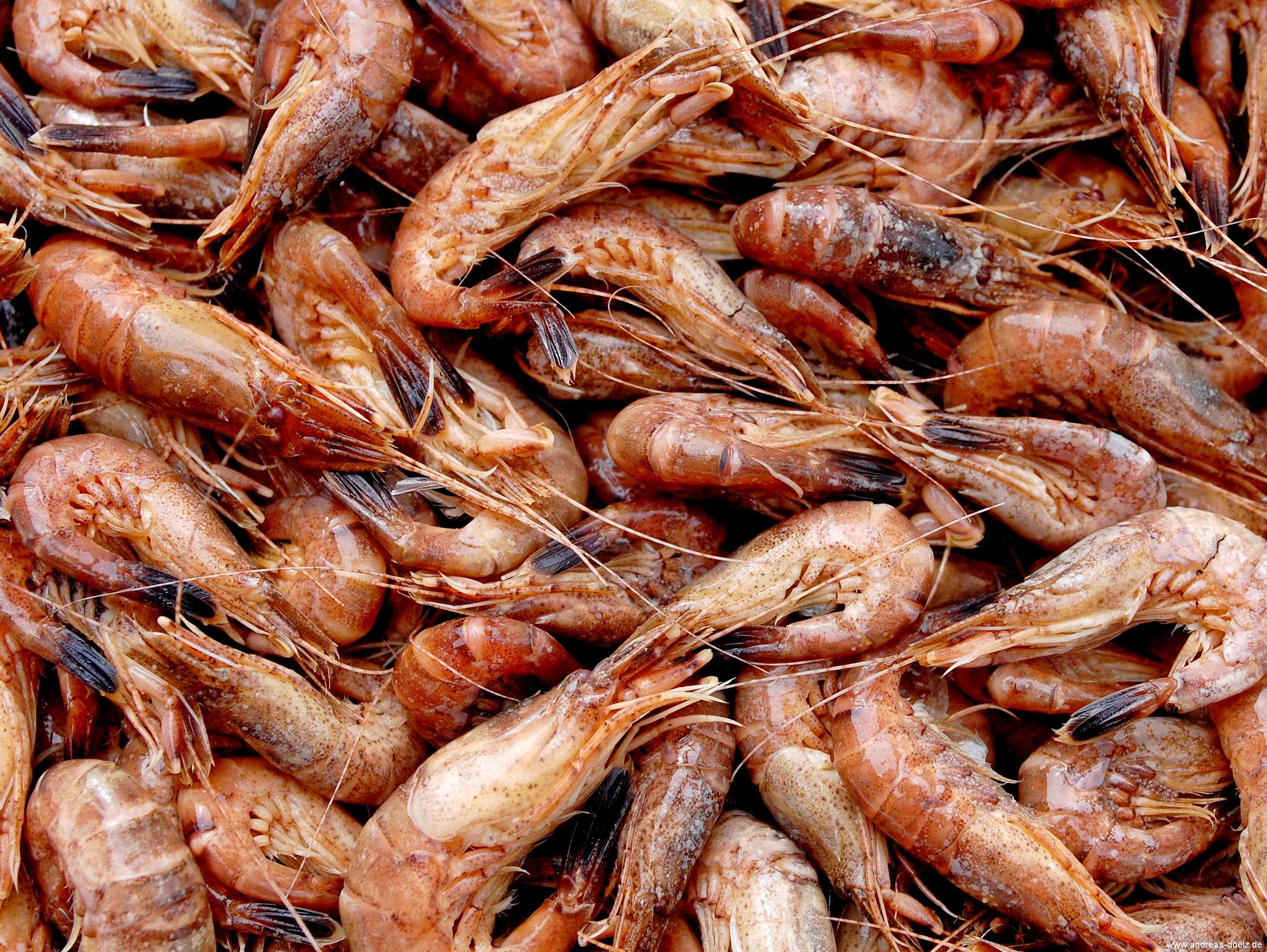 Frisch gebr&uuml;hte Nordsee-Krabben, bevor sie gepult werden