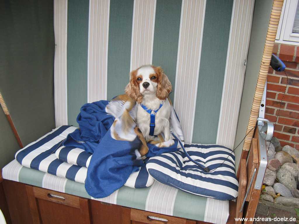 Ferienwohnung auf Amrum mit Hund und Garten Amrum Urlub Ferienwohnung mit Hund Bild02
