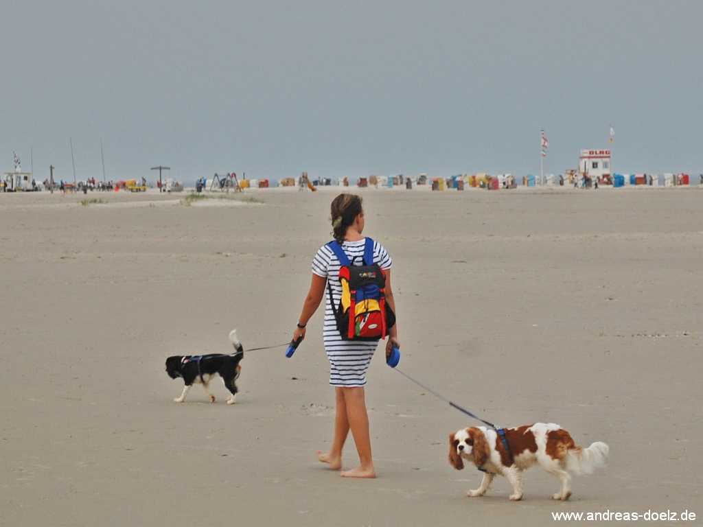 Mit dem Hund im Hundekorb auf dem Fahrrad durch Amrum Bild03 Hund Hundekorb Fahrrad Amrum Urlaub Bild03