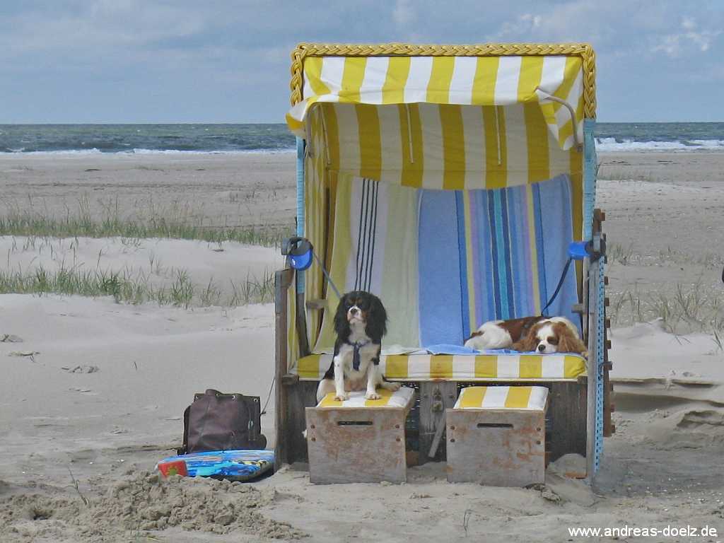 Hunde im Stradkorb am Hundestrand Bild06 Hunde im Strandkorb Hundestrand Amrum Bld06