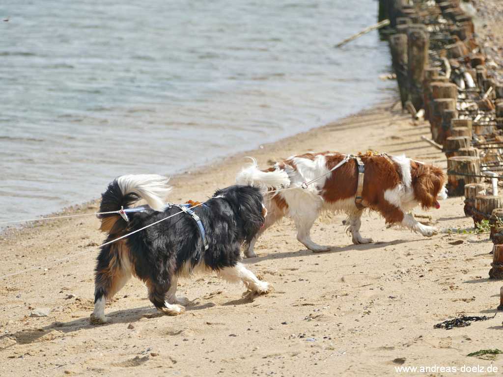 Hunde schnuppern an der Wattseite von Amrum bei Nebel Bild10 Hunde schnuppern Wattseite Nebel Amrum Bild10