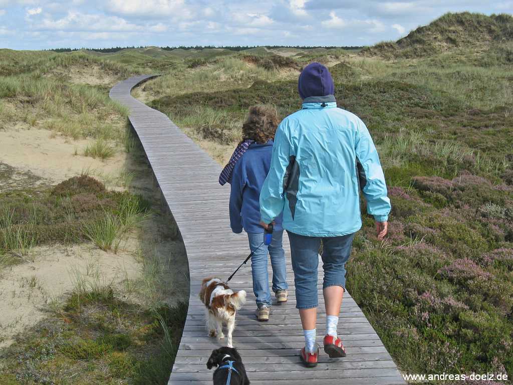 Mit Hunden auf dem Bohlenweg im Urlaub auf Amrum Bild12 Hund Bohlenweg Amrum Bild12