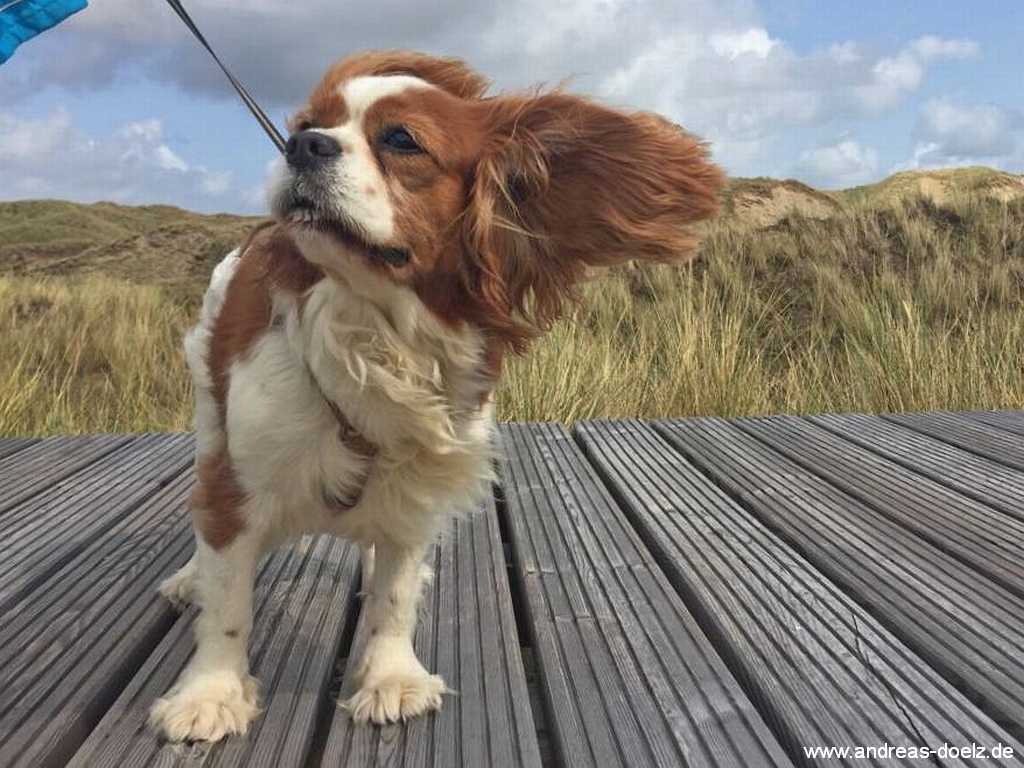 Steife Brise auf dem Bohlenweg vnm Quermarkenfeuer Bild13 Hund steife Brise Bohlenweg Amrum Bild13
